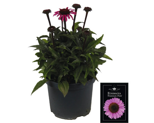 Echinacea ''Premium Pink'' v kvetináči s rastlinným štítkom