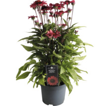 Rudbekia ''SunMagic Vintage Red'' v kvetináči