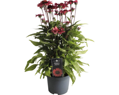 Rudbekia ''SunMagic Vintage Red'' v kvetináči