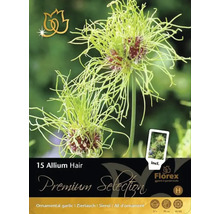 Balenie 15 ks okrasného cesnaku Hair cibuľky