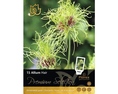 Balenie 15 ks okrasného cesnaku Hair cibuľky