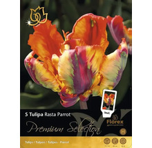 Balenie piatich cibuliek tulipánu Tulipa Rasta Parrot