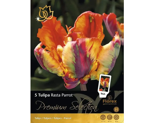 Balenie piatich cibuliek tulipánu Tulipa Rasta Parrot