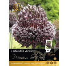 Balenie troch okrasných cibuliek cesnaku Allium Red Mohican
