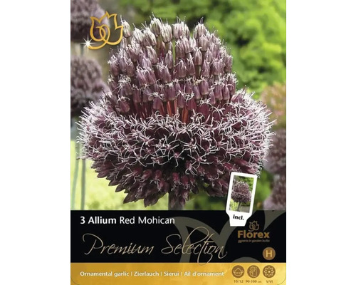 Balenie troch okrasných cibuliek cesnaku Allium Red Mohican