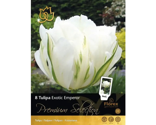 Balenie tulipánových cibulí Exotic Emperor