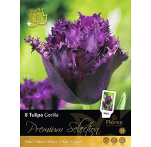 Balenie cibuliek tulipánov Tulipa Gorilla s fialovými, strapkatými tulipánmi