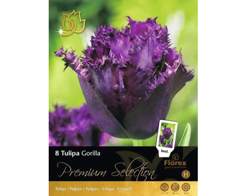 Balenie cibuliek tulipánov Tulipa Gorilla s fialovými, strapkatými tulipánmi