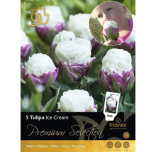 Balenie piatich cibuliek tulipánu Ice Cream