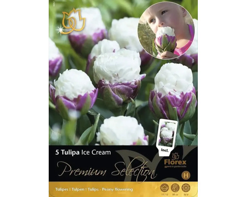 Balenie piatich cibuliek tulipánu Ice Cream