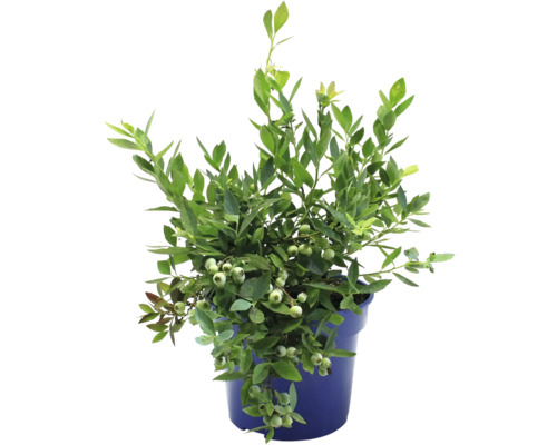 Čučoriedka BIO ružová FloraSelf Bio Vaccinium corymbosum 'Pink Bonbons' ® kvetináč 3 l