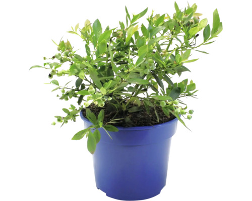 Čučoriedka BIO vždyzelená FloraSelf Bio Vaccinium corymbosum 'Sunshine Blue' kvetináč 3 l Čučoriedka BIO vždyzelená FloraSelf Bio Vaccinium corymbosum 'Sunshine Blue' kvetináč 3 l