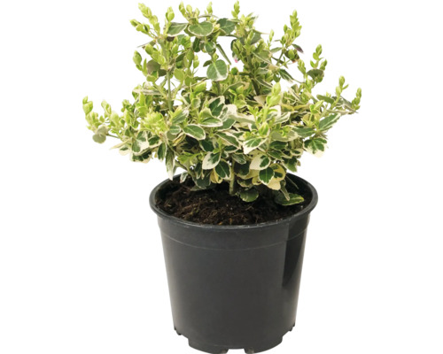 Rastlina do živého plota zasadená v kvetináči so zeleno-bielymi panašovanými listami