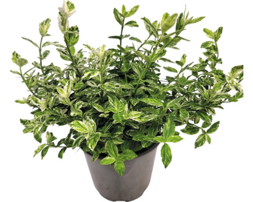 Bršlen so zeleno-bielymi listami v kvetináči