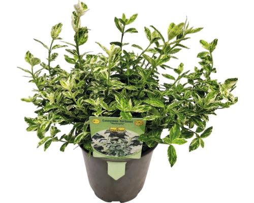 Dráč Harlekýn v kvetináči