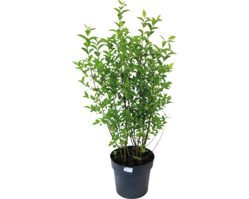 Rastlina v kvetináči