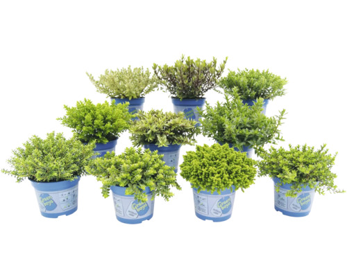 Niekoľko kvitnúcich rastlín v kvetináčoch na vonkajšie použitie