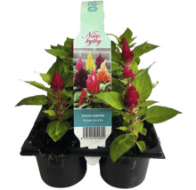Zmes rastlín Celosia argentea, šesť kusov v kvetináči