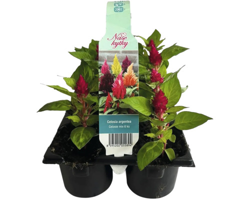 Zmes rastlín Celosia argentea, šesť kusov v kvetináči