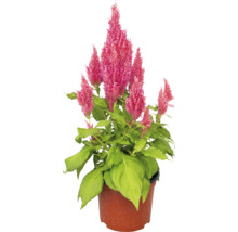 Celosia rastlina v kvetináči