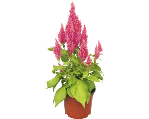 Celosia rastlina v kvetináči