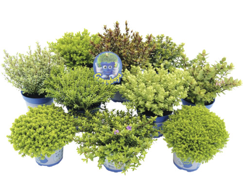 Rôzne vždyzelené kríky v kvetináčoch