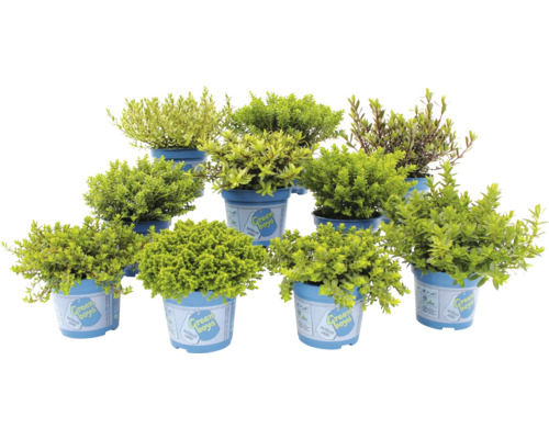 Niekoľko hrnkových rastlín druhu zemolez cudzokrajný v modrých kvetináčoch