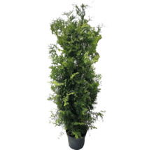 Stĺpovitý cyprus v kvetináči