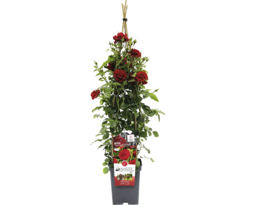 Popínavá ruža v kvetináči s podperou