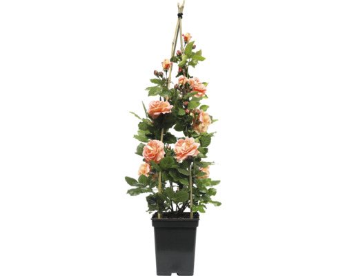 Popínavá ruža v kvetináči s oporou