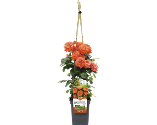 Popínavá ruža v kvetináči s oporou