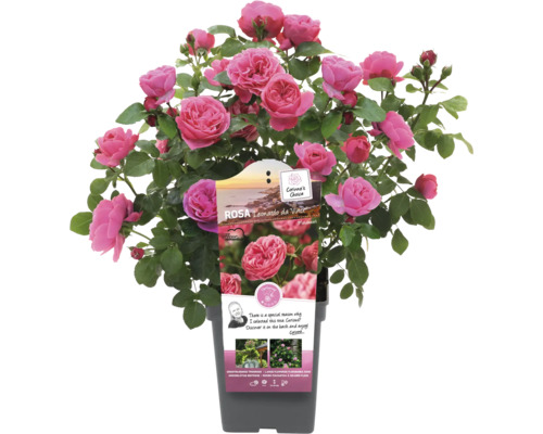 Ruža Leonardo da Vinci v kvetináči