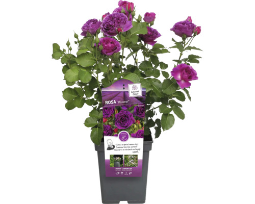 Ruža Minerva v kvetináči