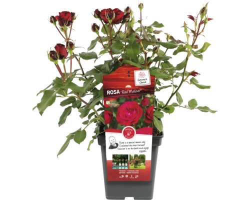 Ruža Red Meilove v kvetináči