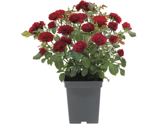 Krovitá ruža v kvetináči s červenými kvetmi