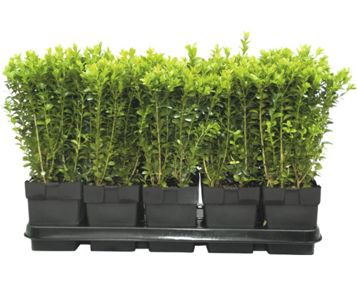 Sadenice krušpánu v kvetináčoch na pestovateľskej doske