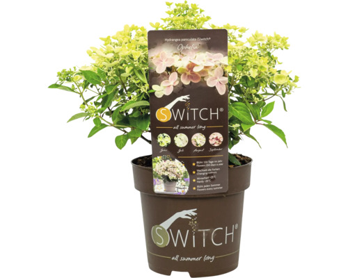 Metlinatá hortenzia Swith Ophelia v kvetináči