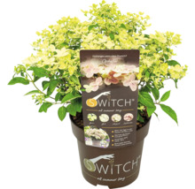 Metlinová hortenzia Switch Ophelia v kvetináči