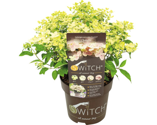 Metlinová hortenzia Switch Ophelia v kvetináči