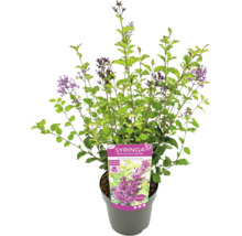 Kvitnúci zakrpatený orgován v kvetináči