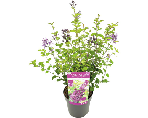 Kvitnúci zakrpatený orgován v kvetináči