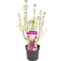 Mladý orgován ''Boomerang Dark Purple'' v kvetináči