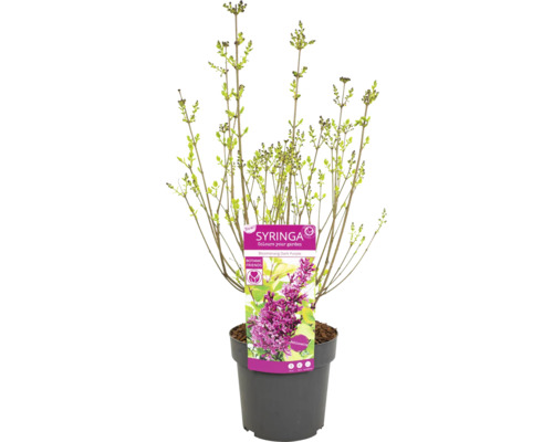 Mladý orgován ''Boomerang Dark Purple'' v kvetináči