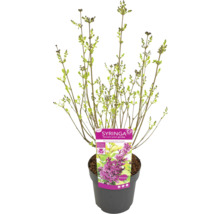 Mladá rastlina Syringa v kvetináči s etiketou