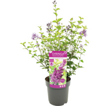 Okrasný ker Syringa v kvetináči