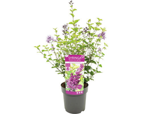 Okrasný ker Syringa v kvetináči