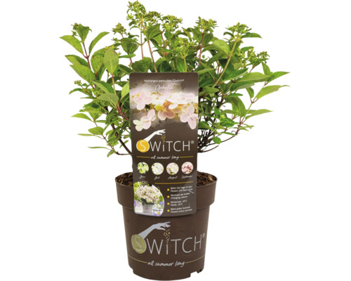 Metlinová hortenzia Switch Ophelia v kvetináči