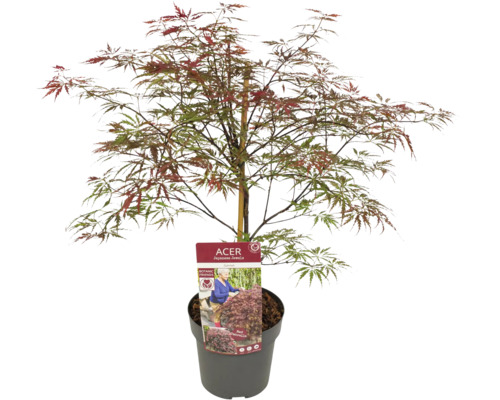 Japonský javor v kvetináči