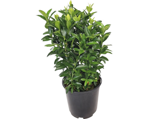 Bradavec európsky v kvetináči so zelenými listami