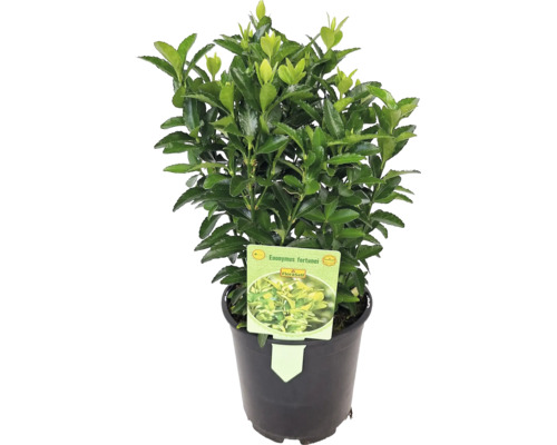 Bršlen japonský zelený FloraSelf Euonymus japonicus 'Green Spire' kvetináč Ø 13 cm Vretenica Fortuneova v kvetináči